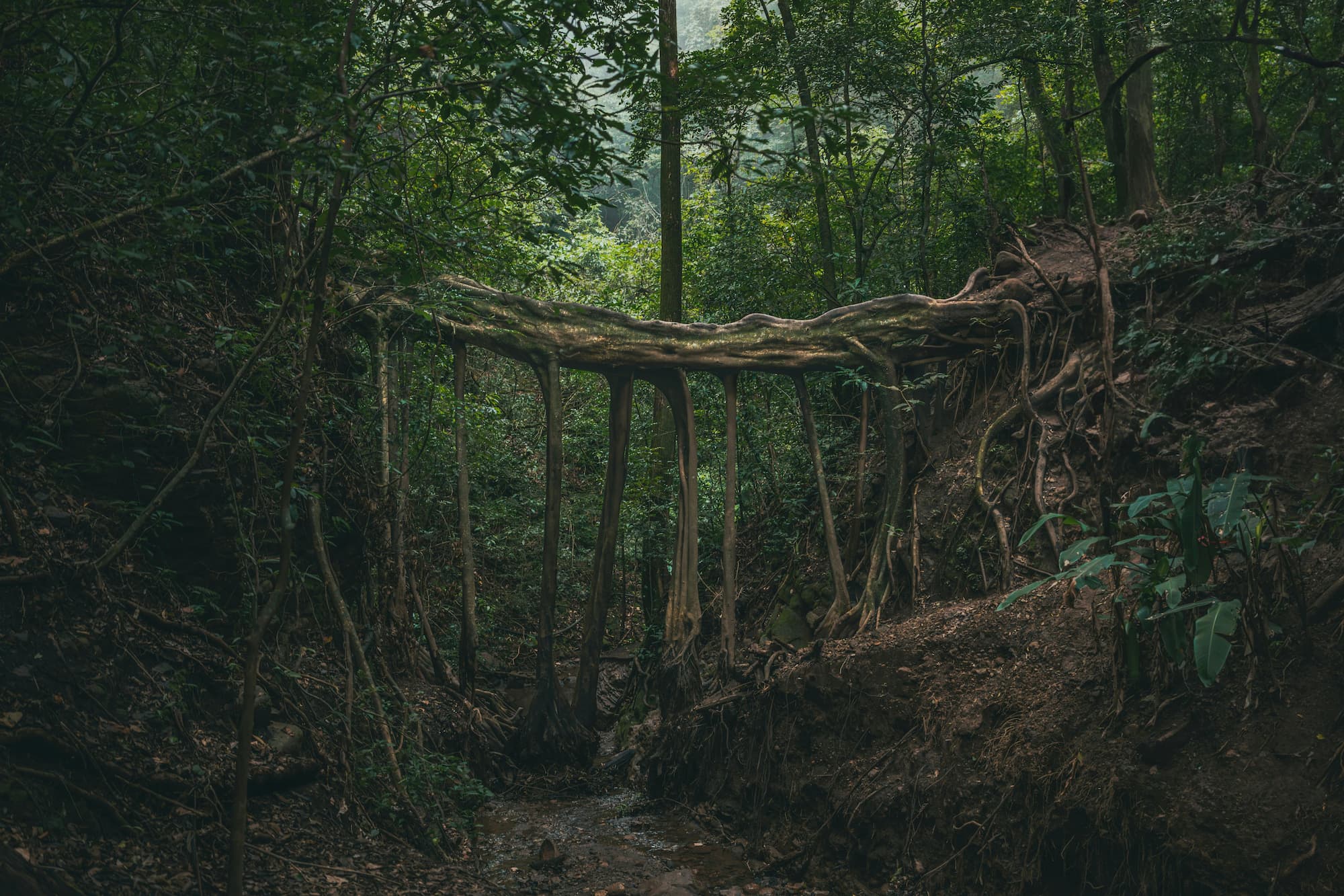 Costa Rica: Pura Vida