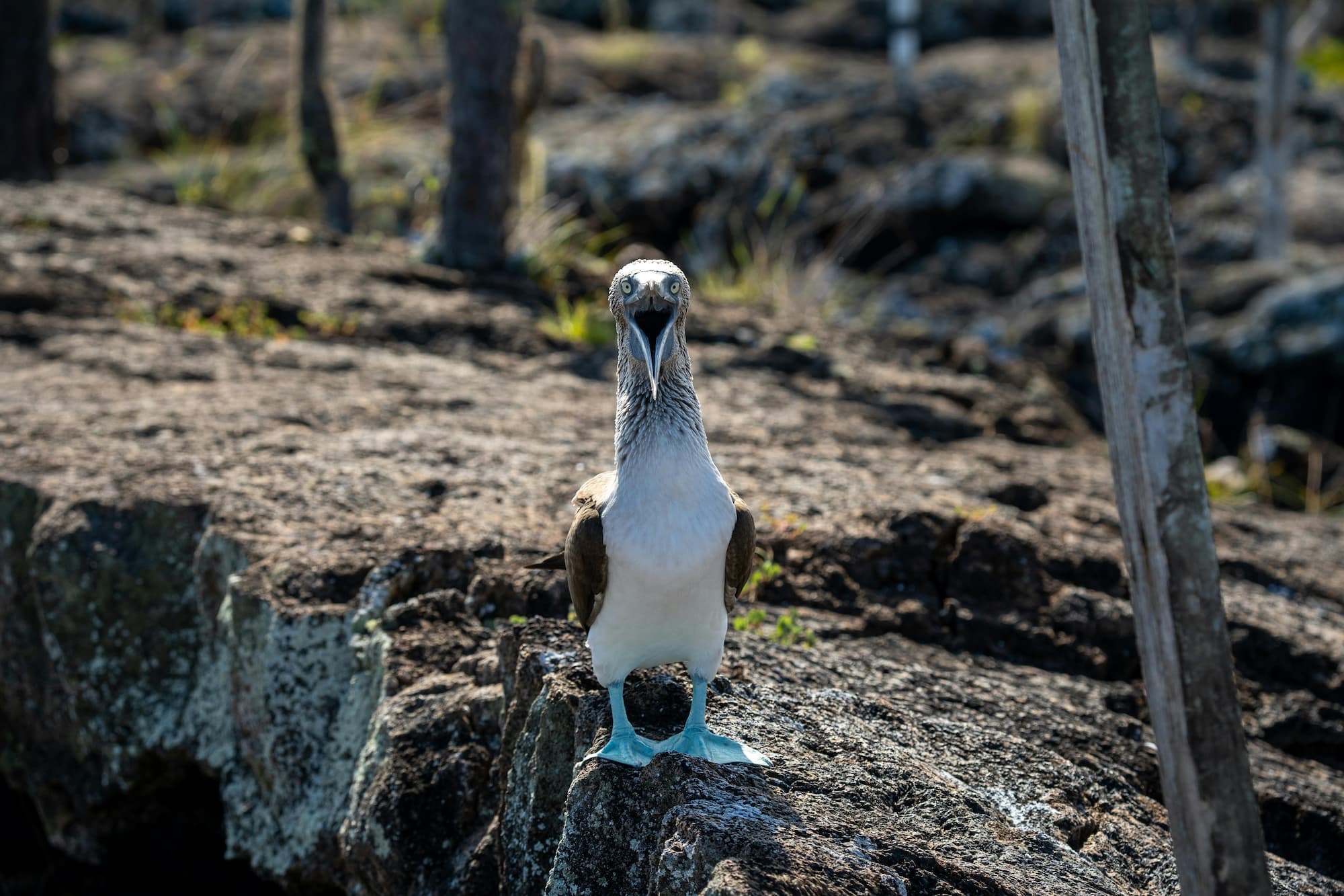 Wonders of the Galápagos