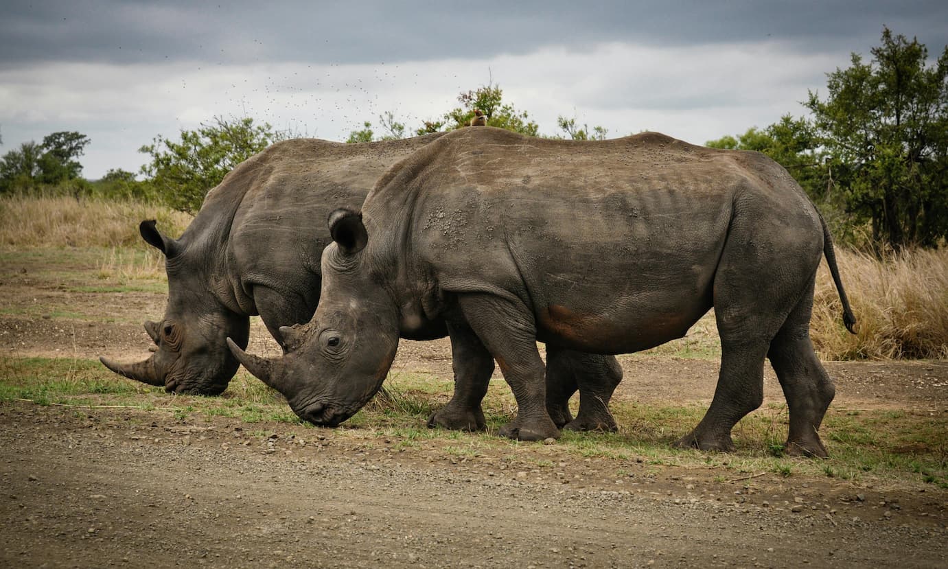 South Africa